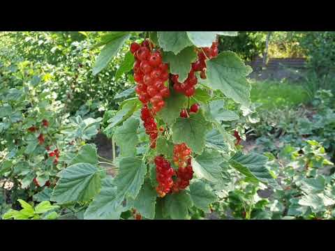 Видео: июнь-июль 2024 г. цветение лилий, лилейников, эримуров, пионов, колокольчики и многого другого!