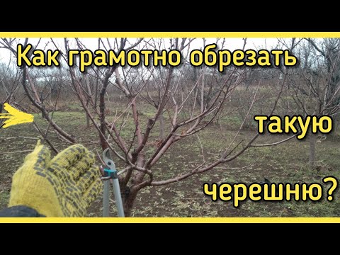 Видео: Обрезка ЧЕРЕШНИ 5 ЛЕТ, или как обрезать черешню молодую ГРАМОТНО ФОРМИРУЯ крону.