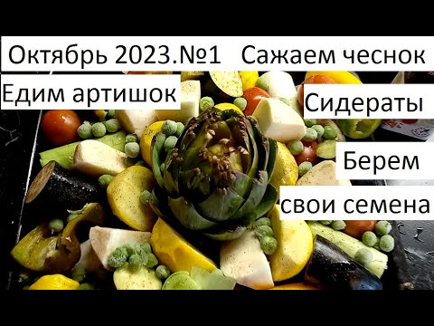 Видео: Октябрь 2023 №1 Сажаем чеснок в сидераты. Едим артишок) и др.