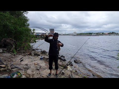 Видео: Ловля судака на донки с берега/Насадка бычок и хвосты/Видеоотчет Июнь 2023