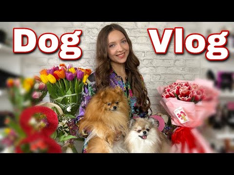 Видео: Шоппинг с Патриком 🐶🐾 Моё 8 марта💐 #шоппинг