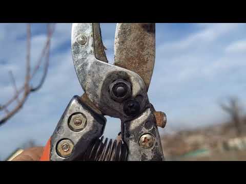 Видео: Правильна обрізка Черешні на врожай