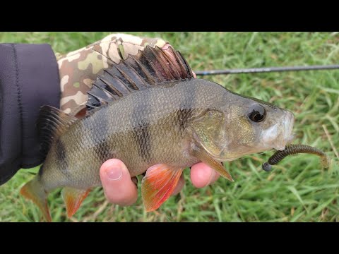 Видео: ДЕ ЛОВИТИ ОКУНЯ після нересту ? Рибалка весною на спінінг 2023