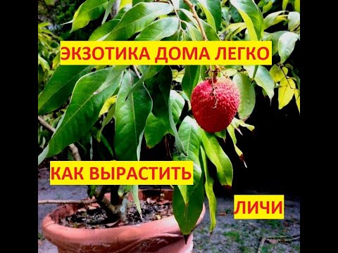 Видео: Можно ли вырастить Личи из косточки