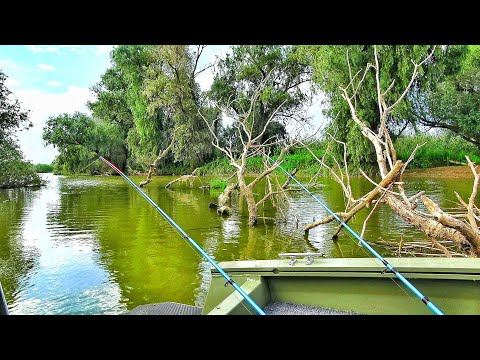 Видео: ДА СКОЛЬКО ЖЕ ЕГО ЗДЕСЬ!!!?😱 РЫБАЛКА В ГЛУХОМ КОРЯЖНИКЕ.