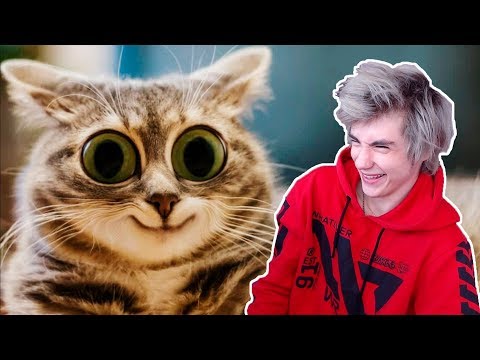 Видео: НЕ ЗАСМЕЙСЯ ЧЕЛЛЕНДЖ С ЖИВОТНЫМИ / ТЕСТ НА ПСИХИКУ / ПОПРОБУЙ НЕ ЗАСМЕЯТЬСЯ / TRY NOT TO LAUGH