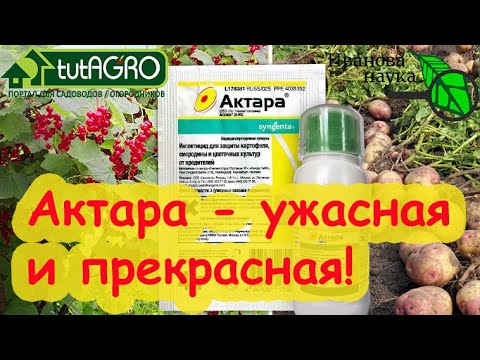 Видео: ВСЕ СЕКРЕТЫ ПРИМЕНЕНИЯ АКТАРЫ! Актара - прекрасная и ужасная! Как использовать Актару грамотно?