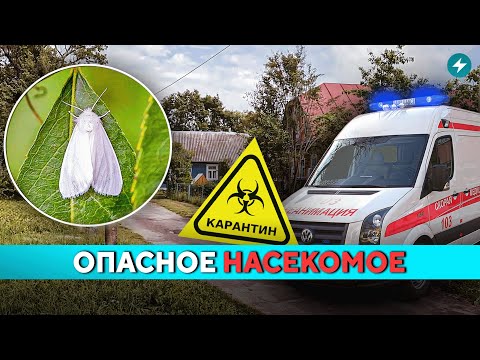 Видео: Опасное насекомое в Беларуси! Введён срочный карантин // Новости