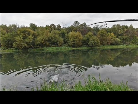 Видео: Ловля щуки на воблеры с берега в сентябре. Осенний твичинг.