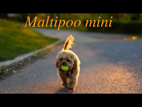 Видео: Мальтипу мини | о породе | особенности ухода  | дружба с кошкой | питание | воспитание