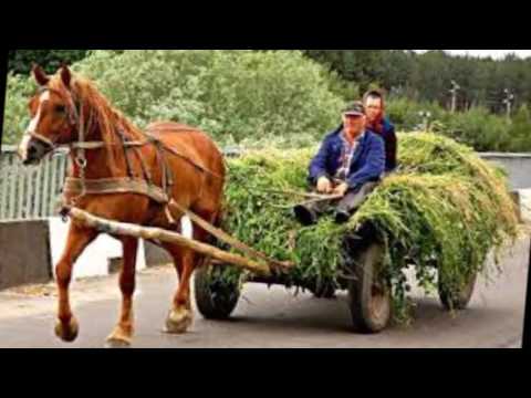 Видео: РЫЖИЙ КОНЬ