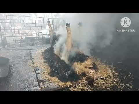 Видео: Опоросилась Пьетренша. Уезжает последний кабанчик в этом году. Рутуб в описании. 