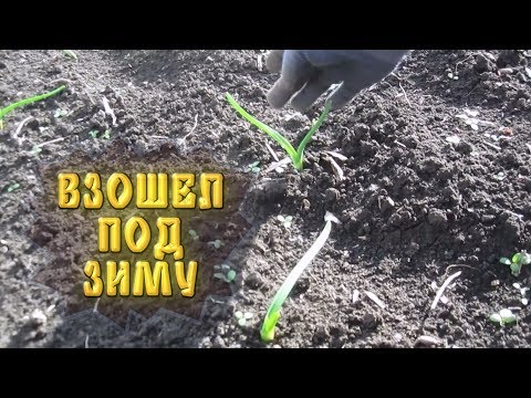 Видео: Озимый чеснок взошел осенью. Посмотрим, что из него получится в следующем году.