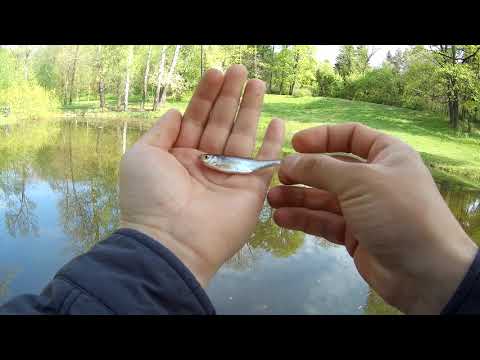 Видео: #20 Парки SPB. Парк Лесотехнической Академии