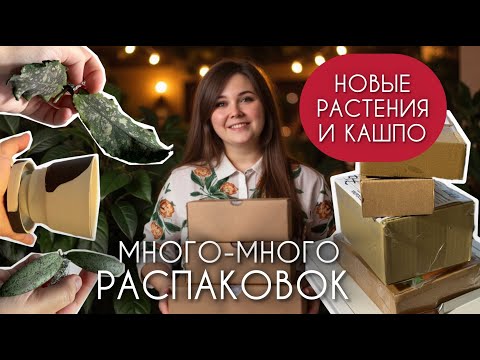 Видео: НОВЫЕ РАСТЕНИЯ, КАШПО, ОПОРЫ: распаковки, сувениры из отпуска