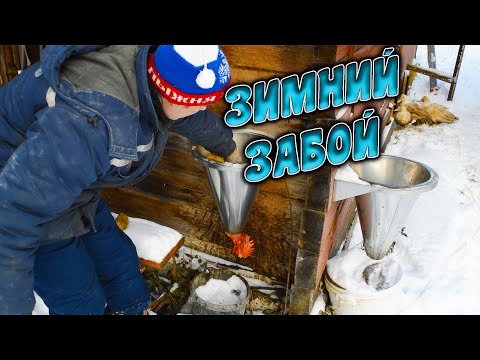 Видео: ОСОБЕННОСТИ зимнего забоя // Супер КРАСНАЯ ГОЛОШЕЙКА