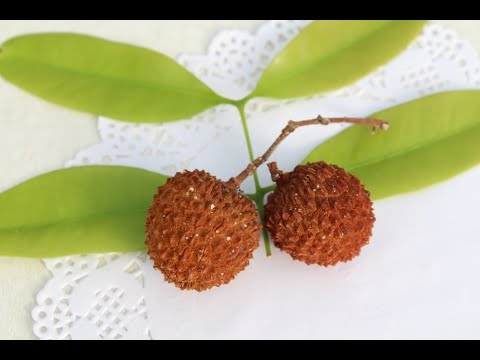 Видео: Личи \ Litchi Chinensis. Первое плодоношение Личи.