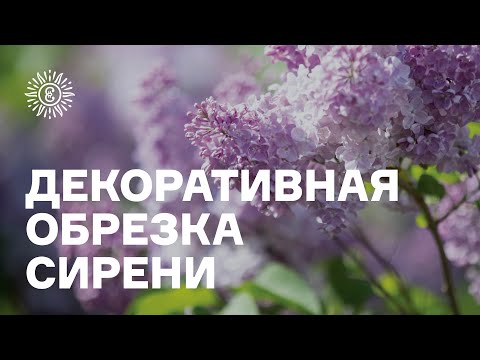 Видео: Декоративная обрезка сирени