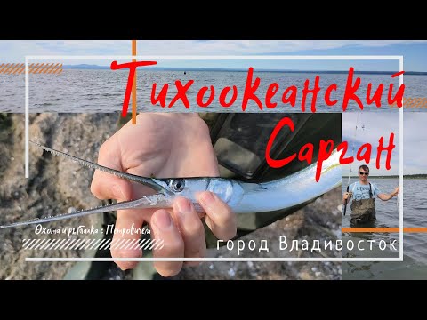 Видео: Рыбалка на САРГАНА. город Владивосток. Амурский залив.