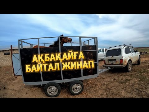 Видео: Қорада тұрған Ақбақайдың үйіріне шөп,су апардым. Бөтен байталды ұстап әкетті,орына байтал әкелдім.