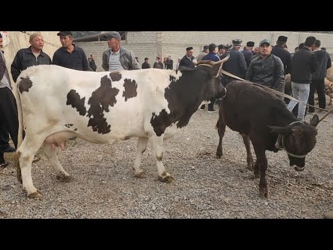 Видео: АНДИЖАН  БАЛИКЧИ ЧОРВА МОЛ БОЗОРИ