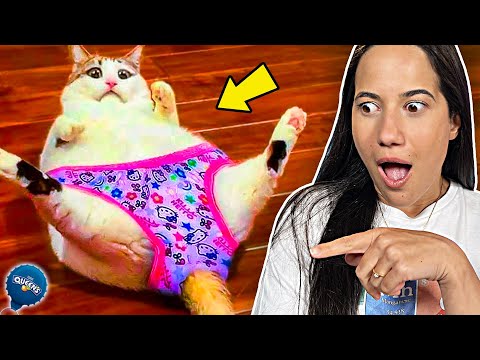 Видео: TRY NOT TO LAUGH Challenge с ЖИВОТНИ