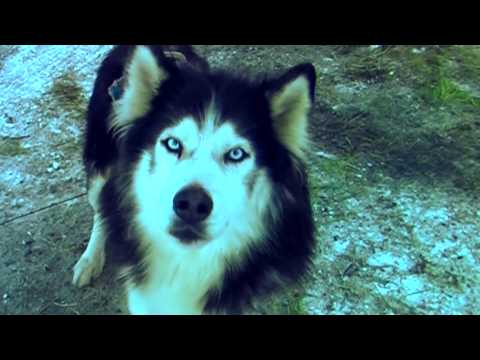 Видео: День оленя