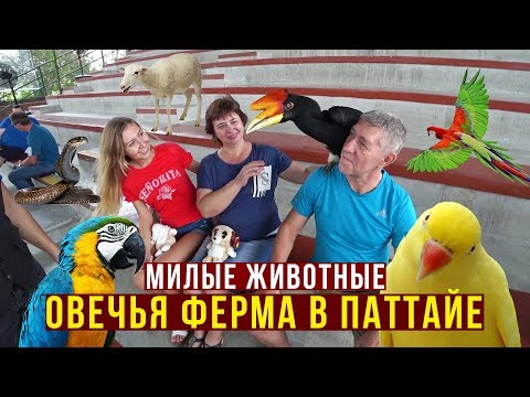 Видео: Как Лечим Папу в Тайланде - Мама целует Змею в Паттайе, Вкусная Пиццерия