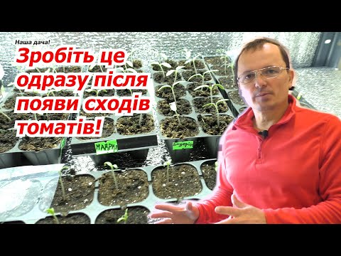 Видео: Розсада томатів ніколи не потягнется, якщо з нею так зробити.