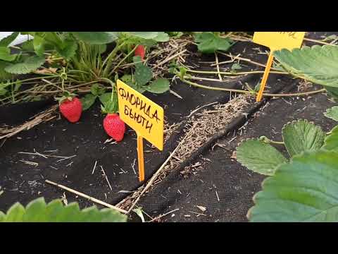 Видео: Пробую сорта-новинки земляники! Омск, 09.06.2022г.