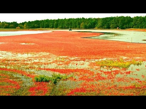 Видео: НЕ ОЖИДАЛ ЧТО НА ЭТОМ БОЛОТЕ ПОЛНО ЯГОД! КЛЮКВУ ХОТЬ МЕШКАМИ СОБИРАЙ! КАК БЫСТРО ПЕРЕБРАТЬ ЯГОДУ