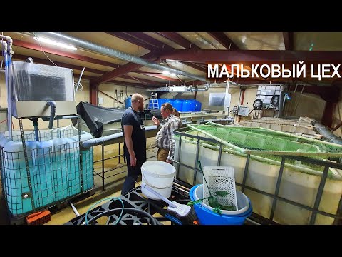 Видео: Мальковый цех. Рыбная ферма Сом Сомыч.