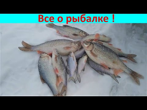 Видео: Разрешенные размеры рыбы в 2022 г.