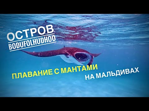 Видео: Мальдивы 2023 🇲🇻 Обзор о.Бодуфолуду / Плаваем в открытом океане с Мантами