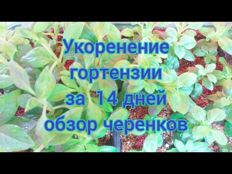 Видео: Показываю условия содержания,корневую черенков🌱.  Выражаю недовольство ,,странным,, людям🤦‍♀️