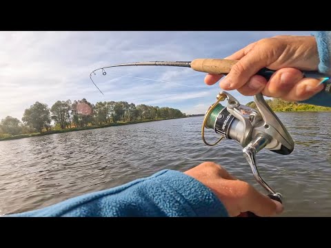 Видео: ОФИГЕТЬ! ТУТ СТЕНА РЫБЫ! ЧТО не ЗАБРОС то УДАР! Жерех, окунь, щука... Рыбалка на спиннинг