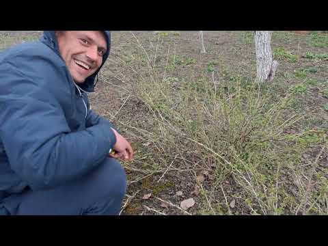 Видео: Детальна обрізка кущів Смородини,Йошти,Аґрусу. . .