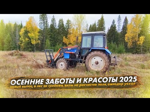 Видео: Новый выпас коровам. Сходили в лес за грибами. Навозные вилы на расчистке поля. Амкодор уехал