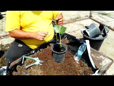 Видео: Вкореняване на смокини със зелени резници