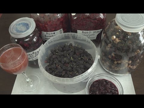 Видео: Перерабатываем шелковицу, еще несколько способов.
