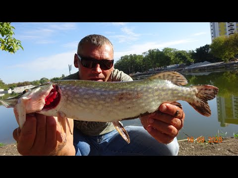 Видео: Рыбалка на прудах Окунь Щука.