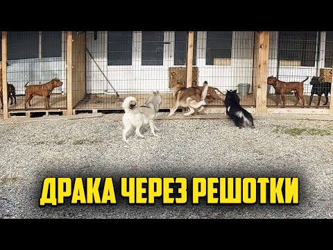 Видео: Питбуль VS Волк. ПРОВОКАТОР Питбуль Граф зачинщик кипишей и драк в банде Дворняжка пришла к питбулям