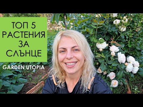 Видео: ЛЮБИМИ растения за слънце