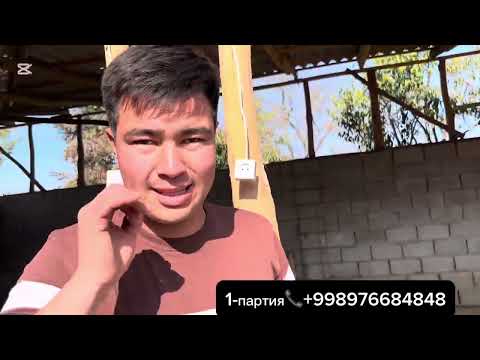 Видео: Bugun narx sindi toza arashan кыргиз🇰🇬