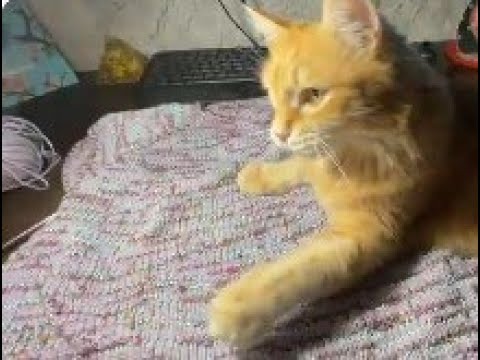 Видео: Влог#10: 15.09-28.09.2025 //Осень...