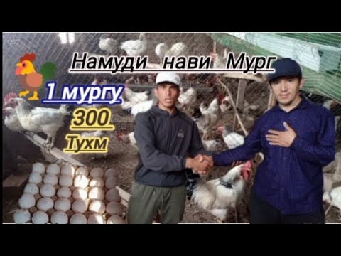 Видео: Ломан Бран. 1 000 мургу 300 000 хазор сомон дар шароити хона.Намуди НаВи мург дар Точикистон