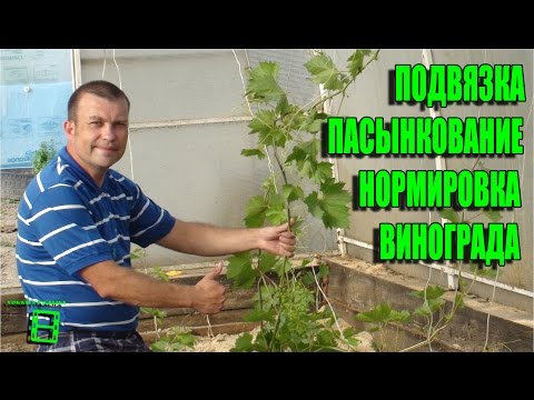Видео: ПОДВЯЗКА, НОРМИРОВКА И ПАСЫНКОВАНИЕ ВИНОГРАДНОГО КУСТА. СЕВЕРНЫЙ ВИНОГРАДНИК С "0".