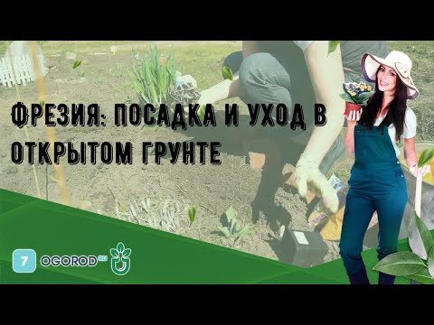 Видео: Фрезия: посадка и уход в открытом грунте