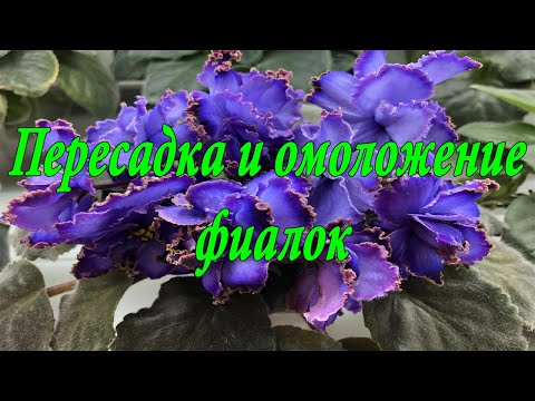 Видео: Пересадка и омоложение фиалок