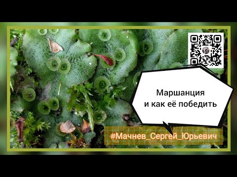 Видео: 🆘 Маршанция. Как вывести у себя на участке. Рабочий метод.